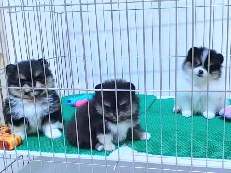 update3/6/68-ลูกสุนัขปอมเมอเรเนี่ยน (บีบี+ธันเดอร์)