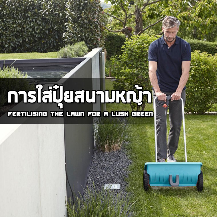 Fertilising the lawn for a lush green Fertilising the lawn for a lush green