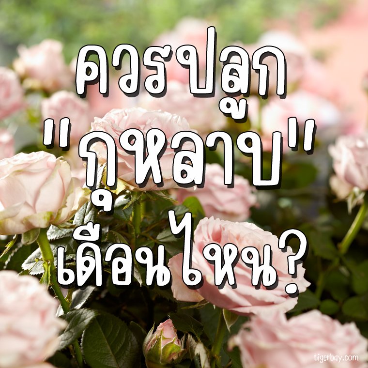 ควรปลูกกุหลาบเดือนไหน? ควรปลูกกุหลาบเดือนไหน?