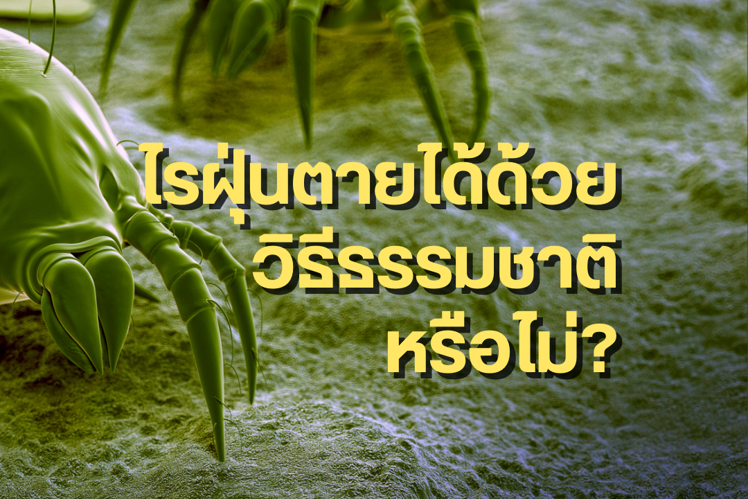 ไรฝุ่นตายได้ด้วยวิธีธรรมชาติหรือไม่?