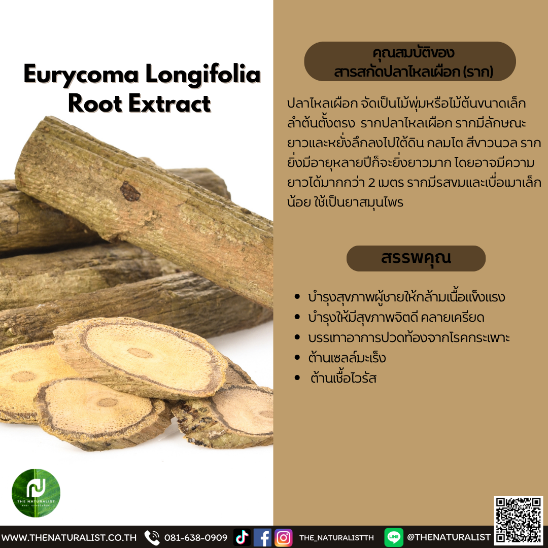 สารสกัดปลาไหลเผือก (ราก) - Eurycoma Longifolia Root Extract - thenaturalist