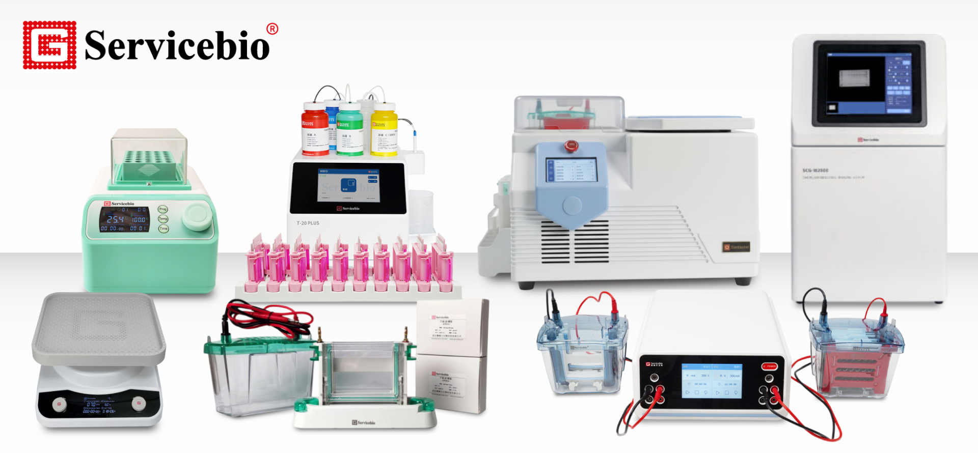 Western Blot Made Simple: ครบทุกขั้นตอนด้วยผลิตภัณฑ์จาก Servicebio