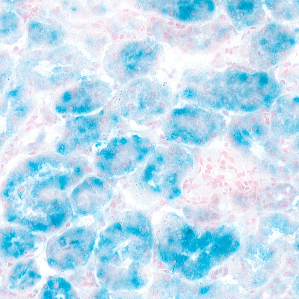 β-galactosidase染色
