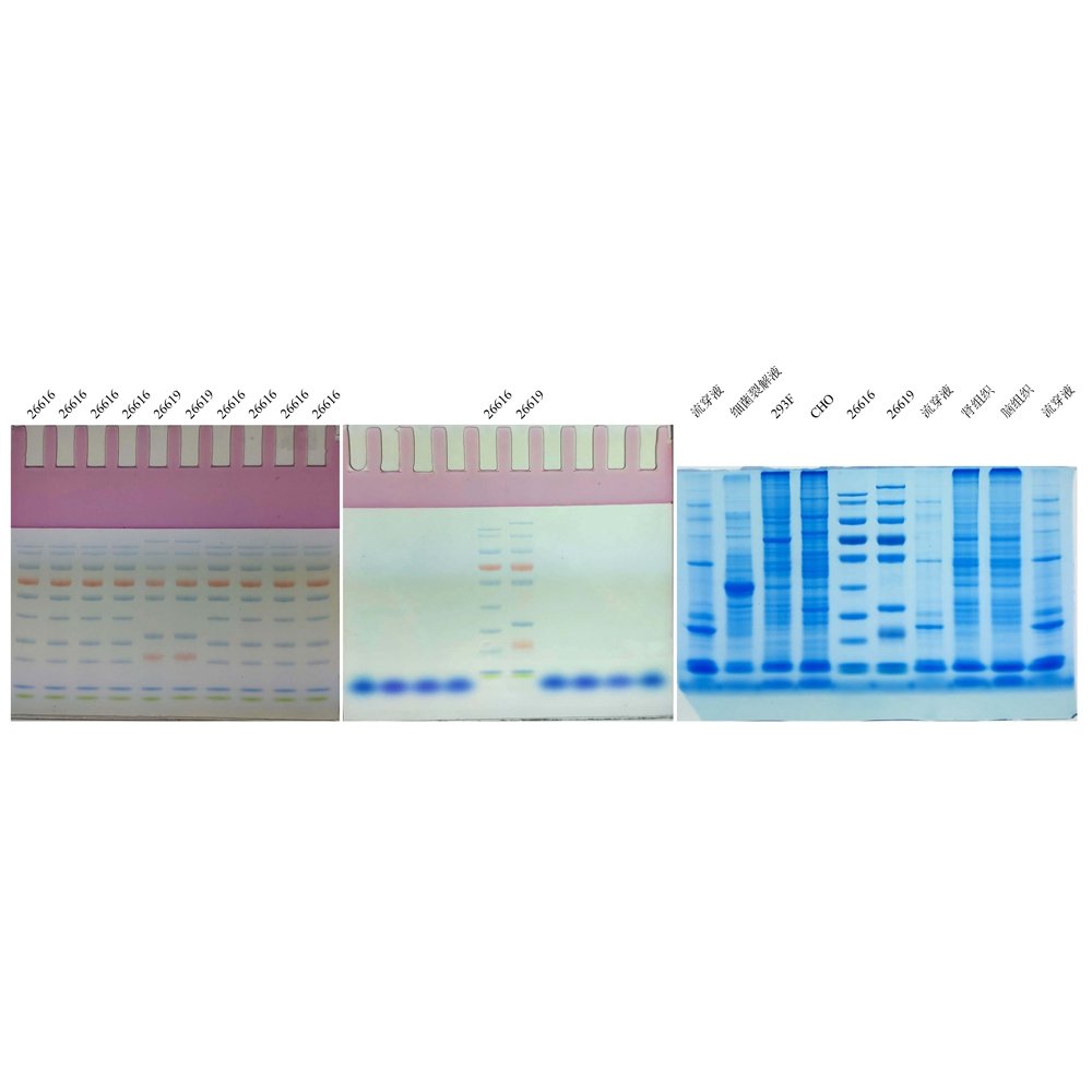 10% SDS-PAGE high-resolution color (red) gel ultra-fast preparation kit ...