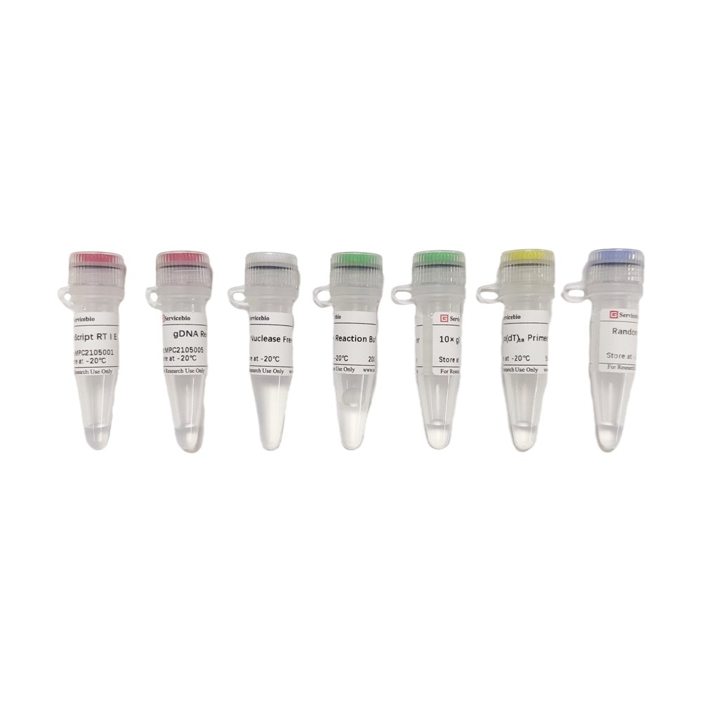 SweScript RT I First Strand cDNA Synthesis Kit (With gDNA Remover)