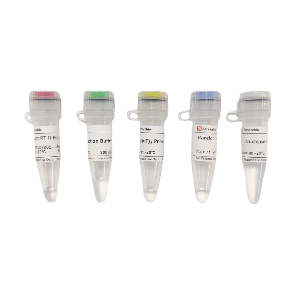 SweScript RT II First Strand cDNA Synthesis Kit