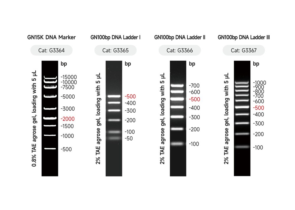 Dna Plus GN100bp DNA Ladder III plus