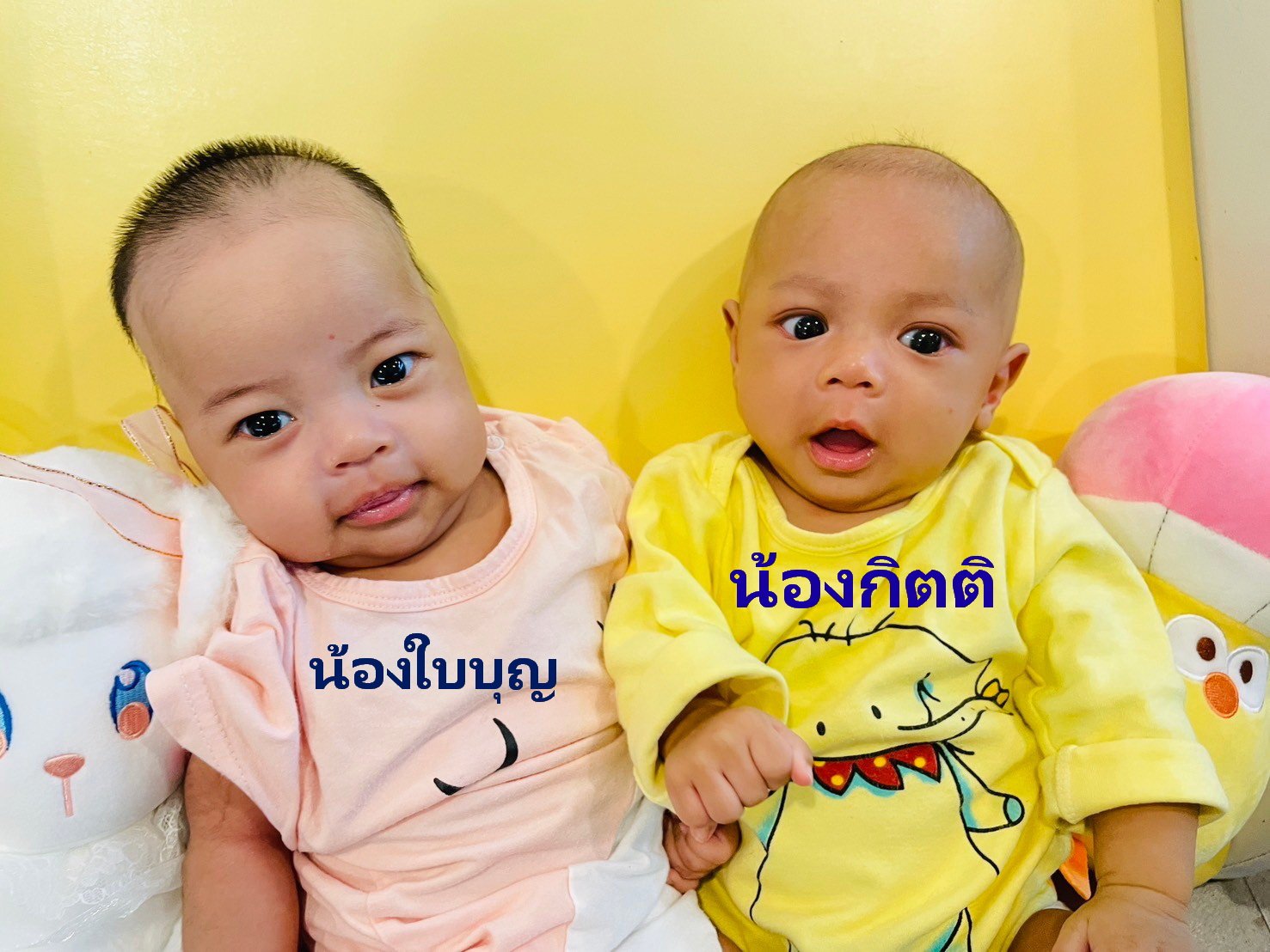 สมาชิกใหม่บ้านทานตะวัน สมาชิกใหม่บ้านทานตะวัน