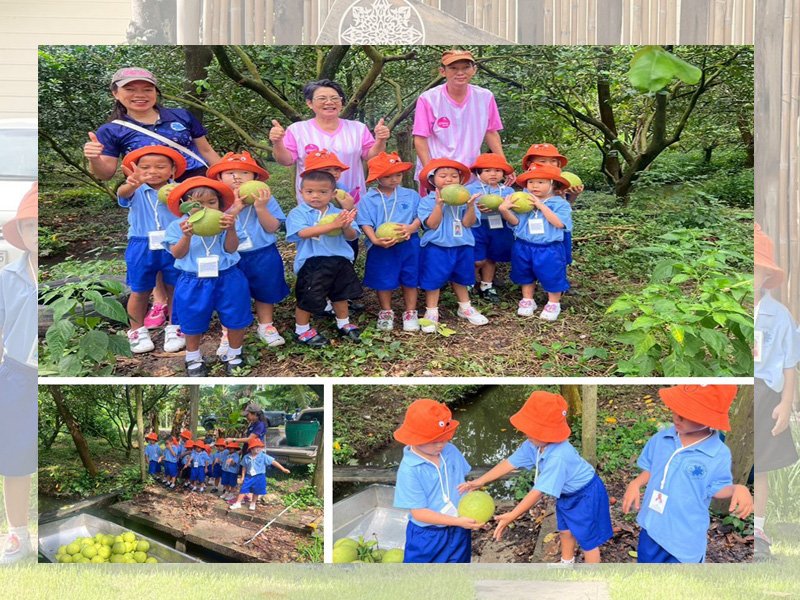 น้องๆ วัยอนุบาลตะลุยสวนส้มโอ จังหวัดนครปฐม