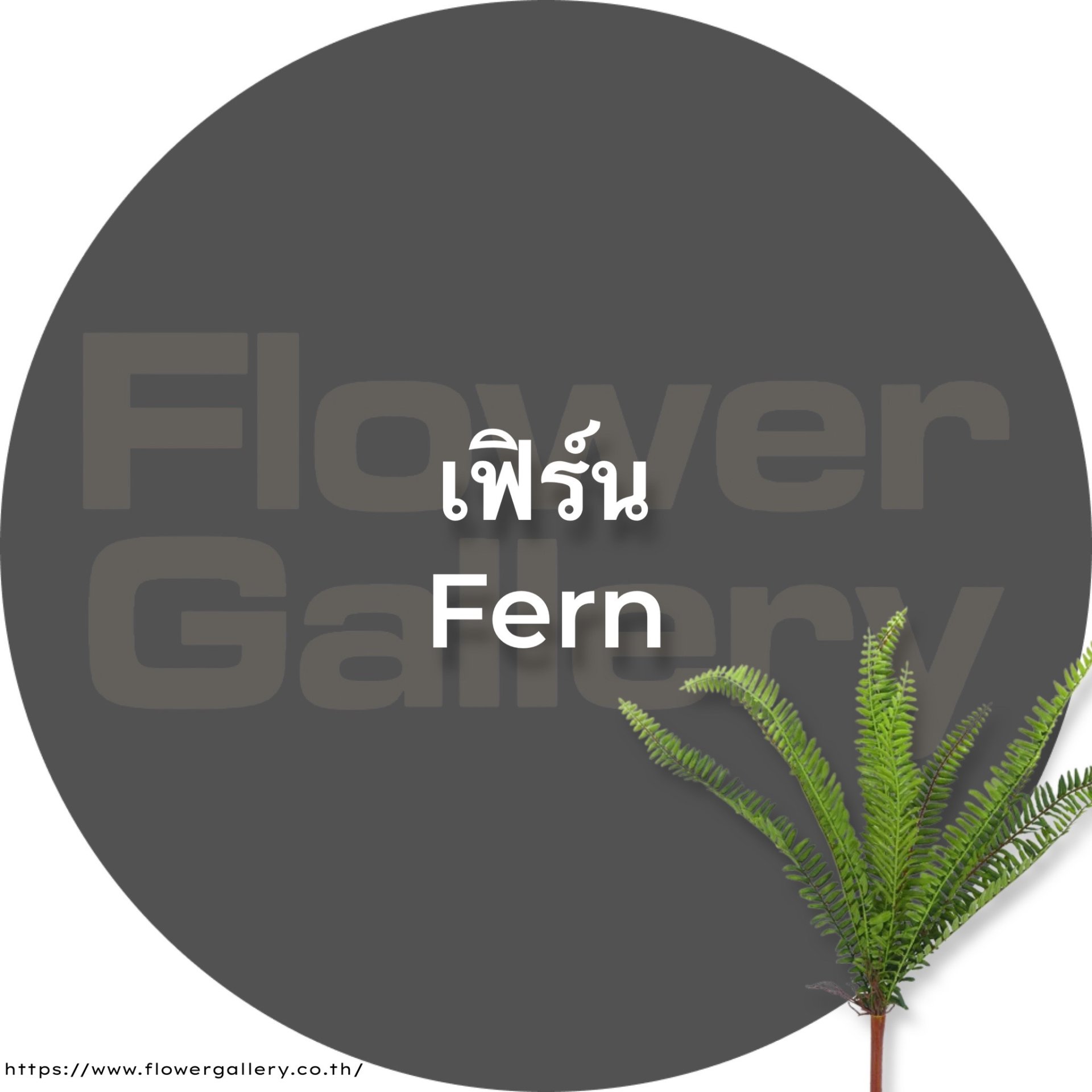 Fern