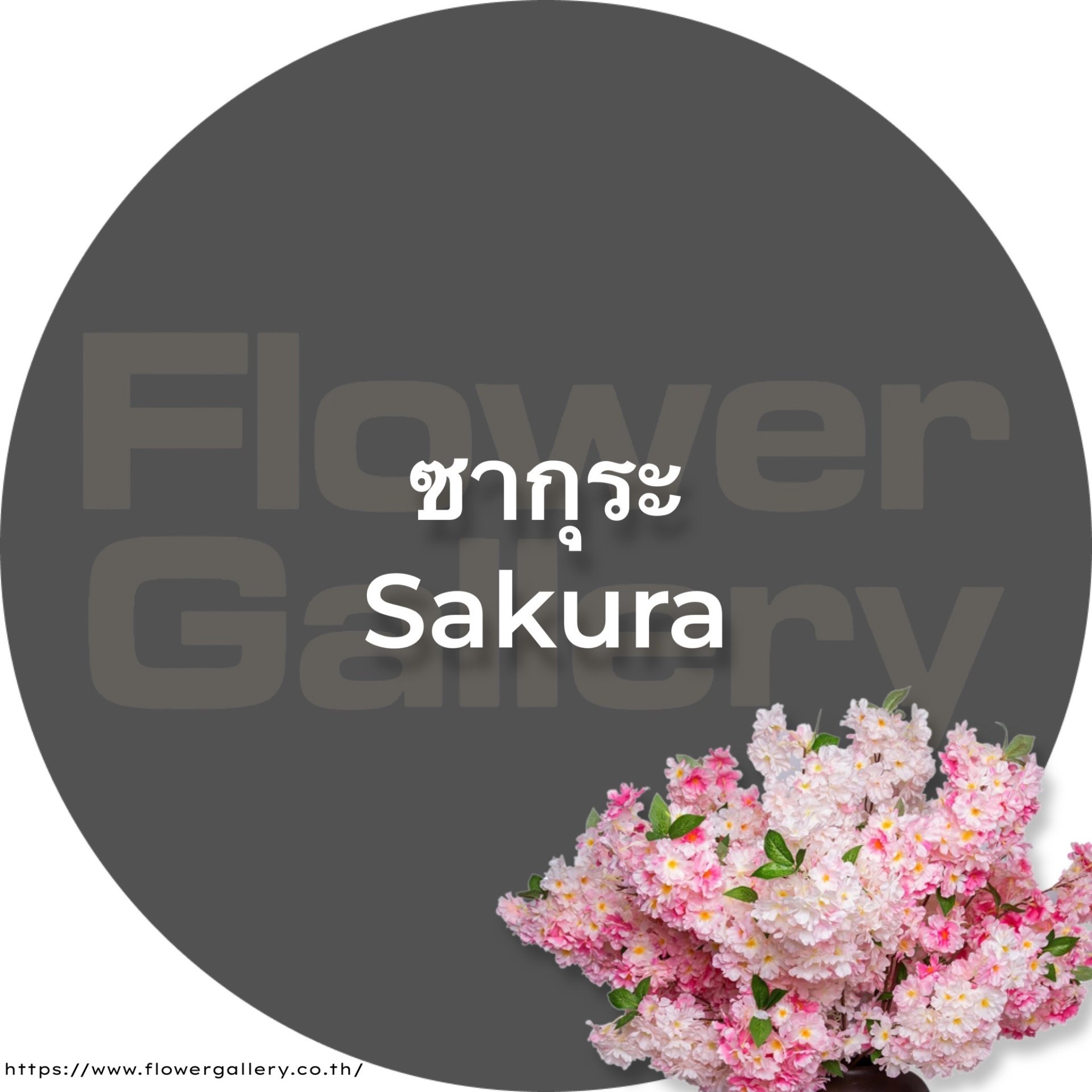 Sakura