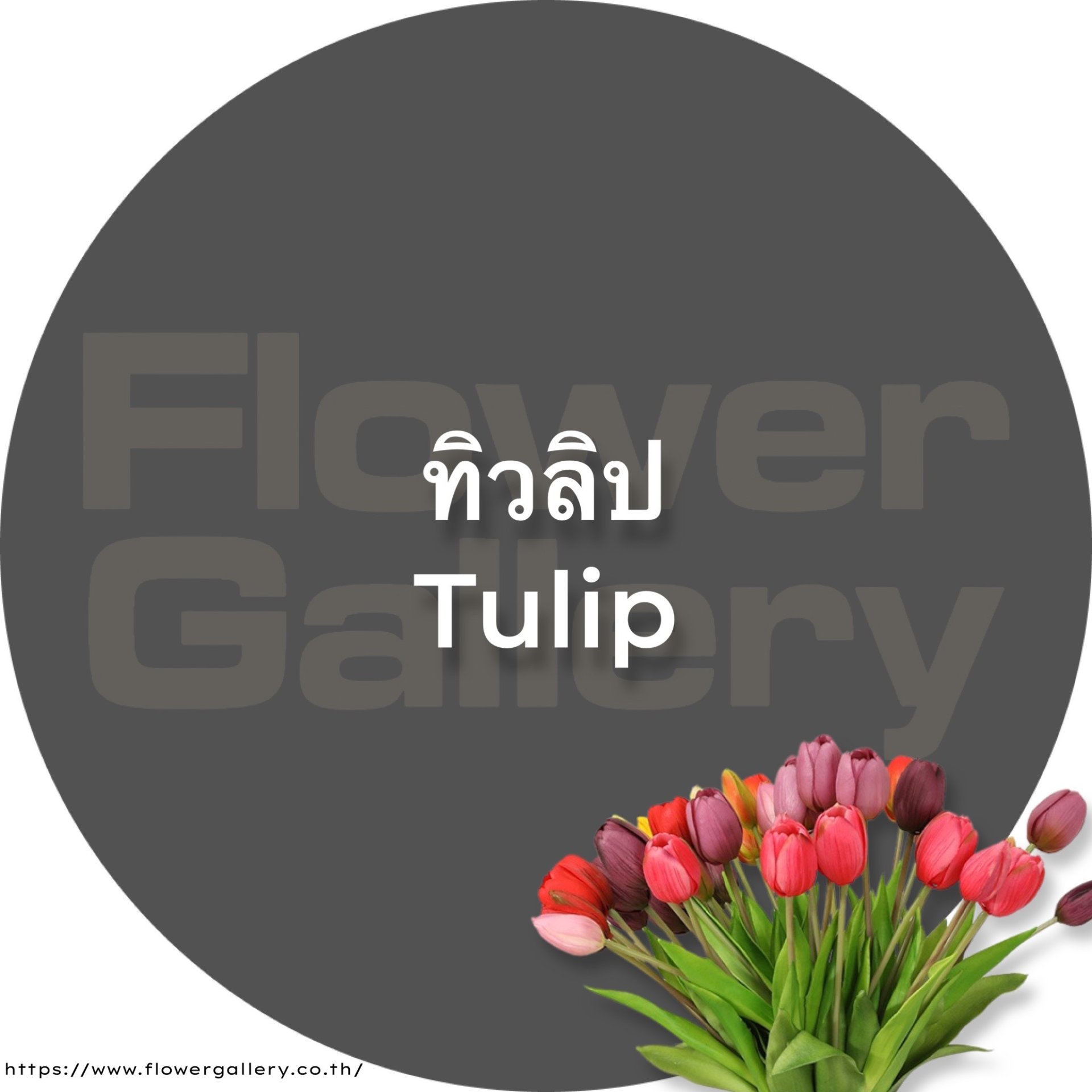 Tulip