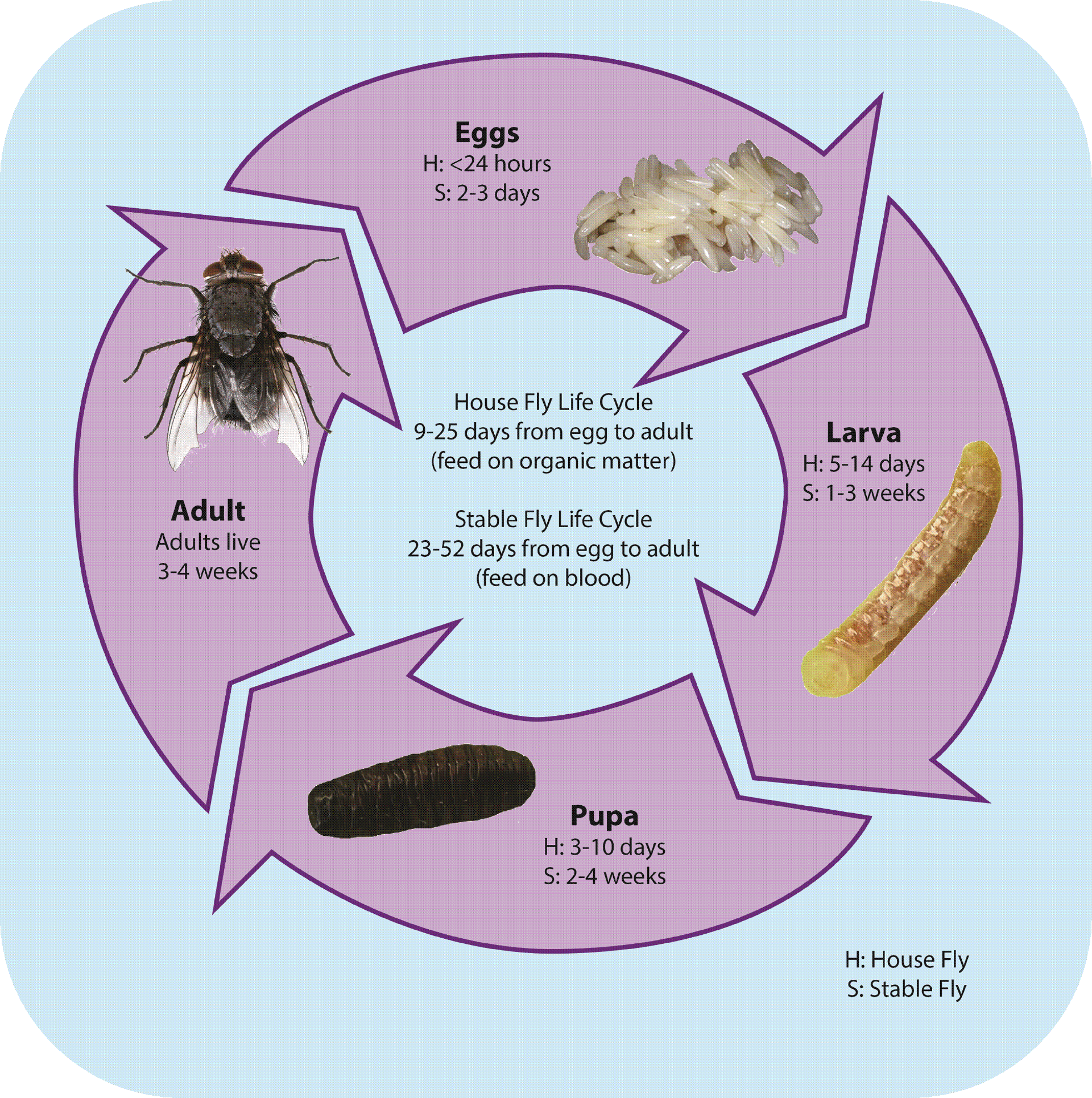 วงจรชีวิตของแมลงวัน