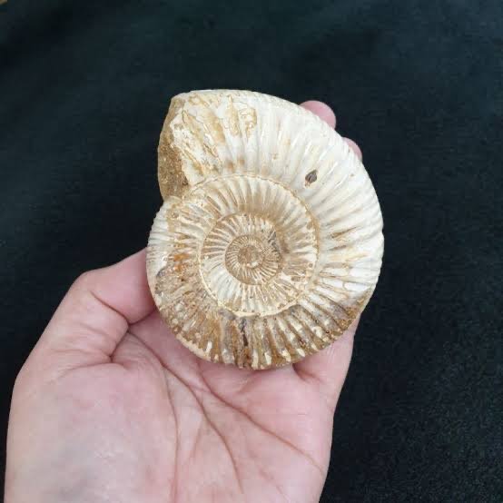 ฟอสซิลหอยแอมโมไนต์ (Ammonite fossil) "หินแห่งความเชื่อ" ฟอสซิลหอยแอมโมไนต์ (Ammonite fossil) "หินแห่งความเชื่อ"