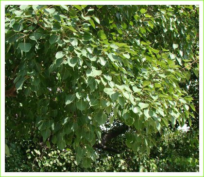 พระศรีมหาโพธิ์ พระศรีมหาโพธิ์