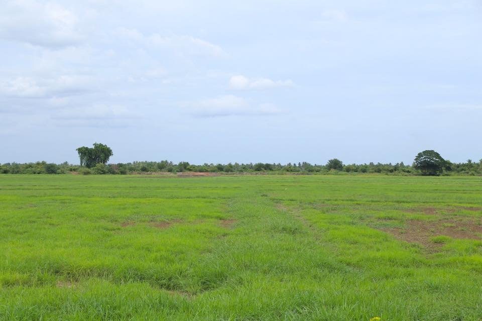 พระเดชพระคุณพระพรหมสิทธิ มอบหมายพระวิจิตรธรรมาภรณ์ ให้ตรวจเยี่ยมให้กำลังใจโยมซึ่งทำนาในที่ธรณีสงฆ์ของวัดสระเกศ ในเขตพื้นที่อำเภอปากท่อ จังหวัดราชบุรี