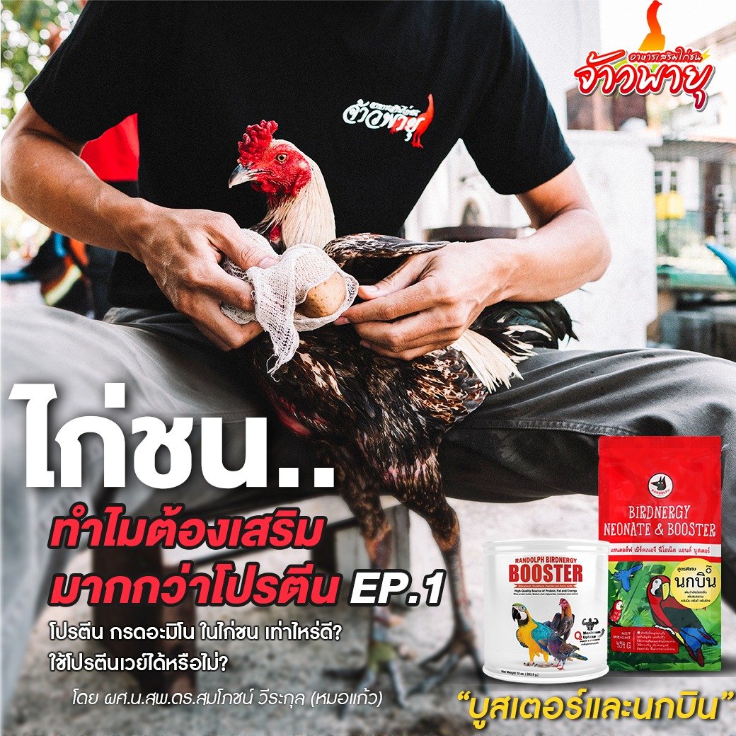 ไก่ชน..ทำไมต้องเสริมมากกว่าโปรตีน EP.1 “บูสเตอร์และนกบิน”  ไก่ชน..ทำไมต้องเสริมมากกว่าโปรตีน EP.1 “บูสเตอร์และนกบิน”
