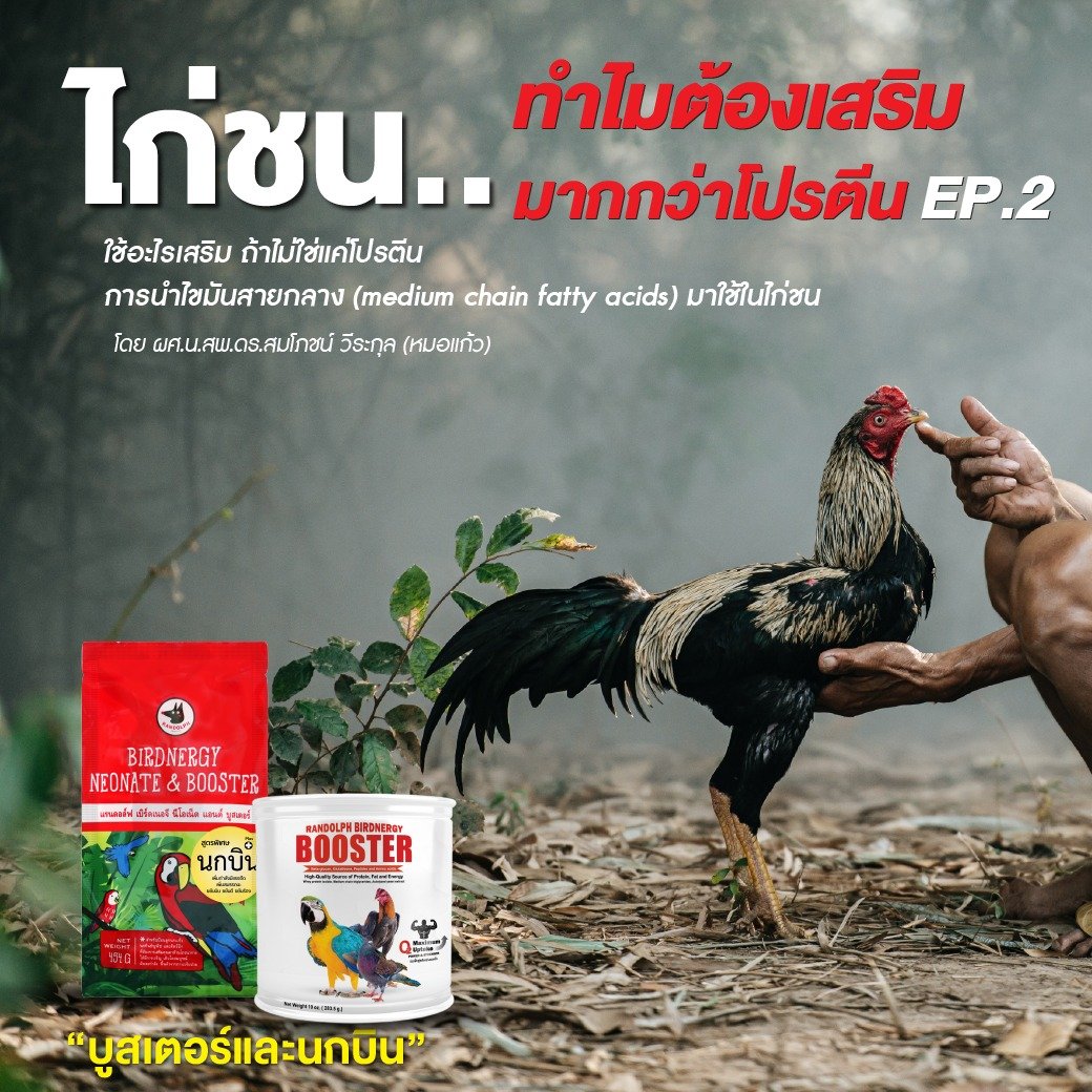 ไก่ชน..ทำไมต้องเสริมมากกว่าโปรตีน EP.2 “ใช้อะไรเสริม ถ้าไม่ใช่แค่โปรตีน” โดย ผศ.น.สพ.ดร.สมโภชน์ วีระกุล