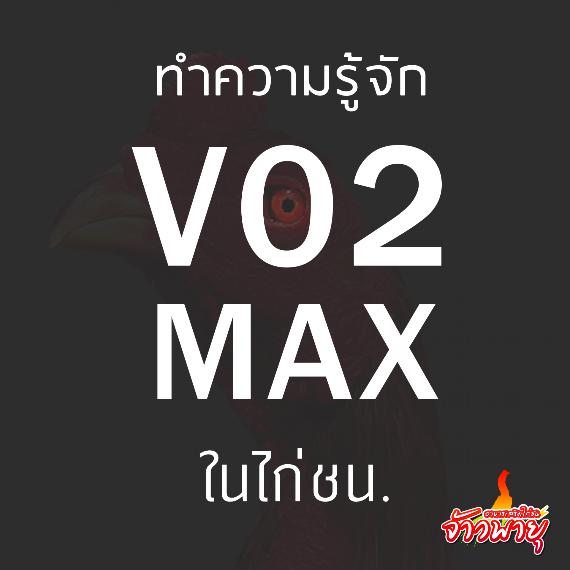 VO2 Max ในไก่ชน (ep.1) ผศ. น. สพ. ดร. สมโภชน์ วีระกุล ( อ. แก้ว)