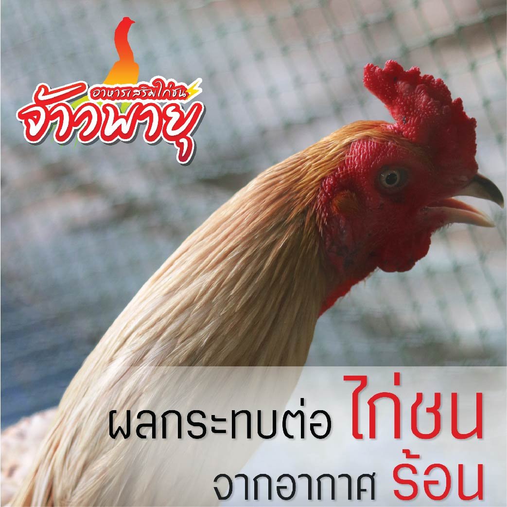 ผลกระทบจากภาวะโรคลมร้อนกับไก่ชนมีมากแค่ไหน?  โดย ผศ.น.สพ.ดร.สมโภชน์ วีระกุล