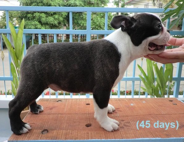 คุณภาพความสวยของบอสตัน เทอร์เรีย คุณภาพความสวยของบอสตัน เทอร์เรีย