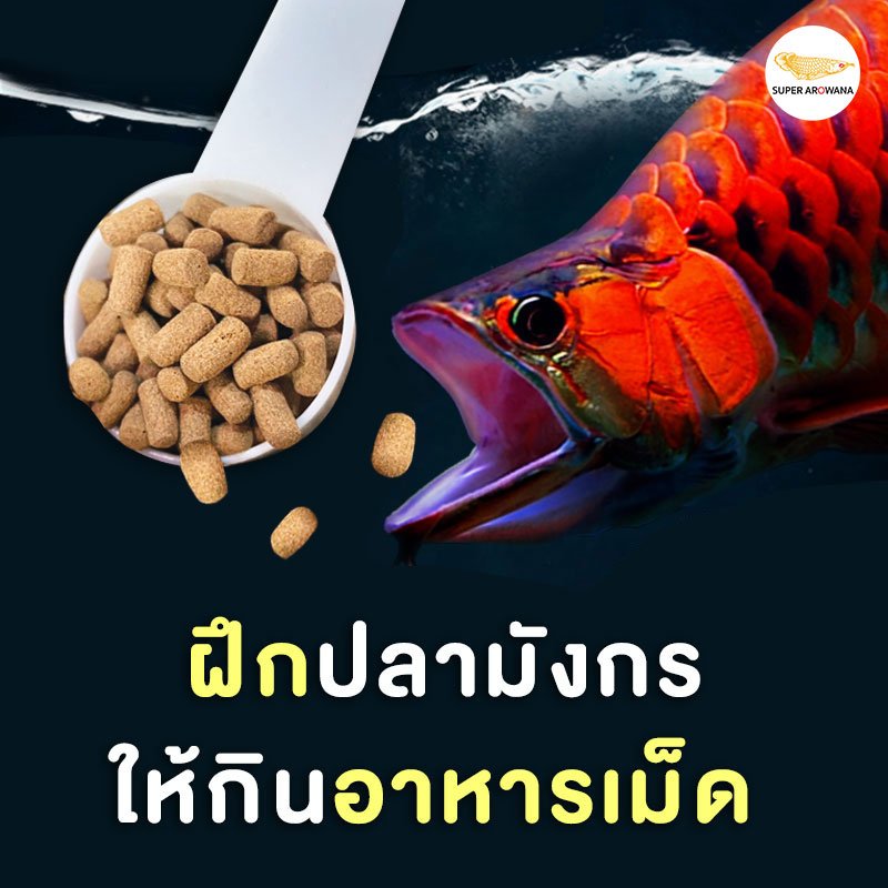 ฝึกปลามังกร ให้กินอาหารเม็ด