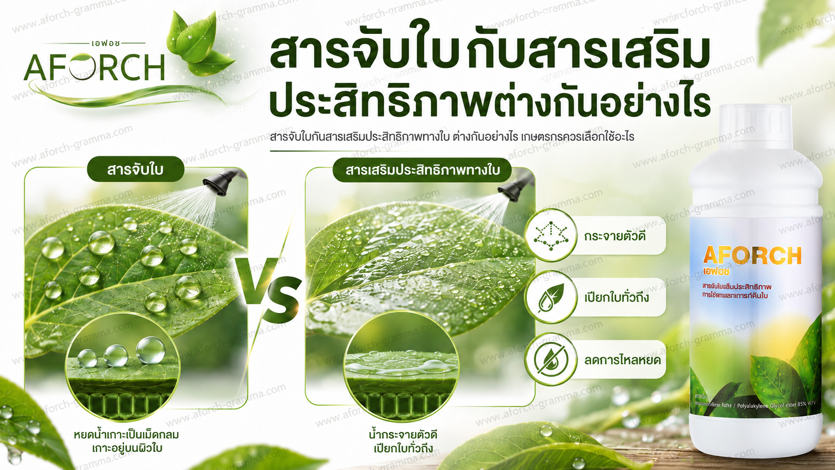 สารจับใบกับสารเสริมประสิทธิภาพทางใบต่างกันอย่างไร AFORCH เอฟอช ช่วยให้สารฉีดพ่นกระจายตัว เปียกใบ และลดการไหลหยด