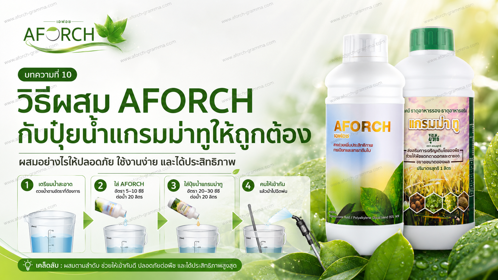 วิธีผสม AFORCH กับปุ๋ยน้ำแกรมม่าทูให้ถูกต้อง เติมน้ำก่อน ใส่เอฟอช แล้วจึงใส่แกรมม่าทู