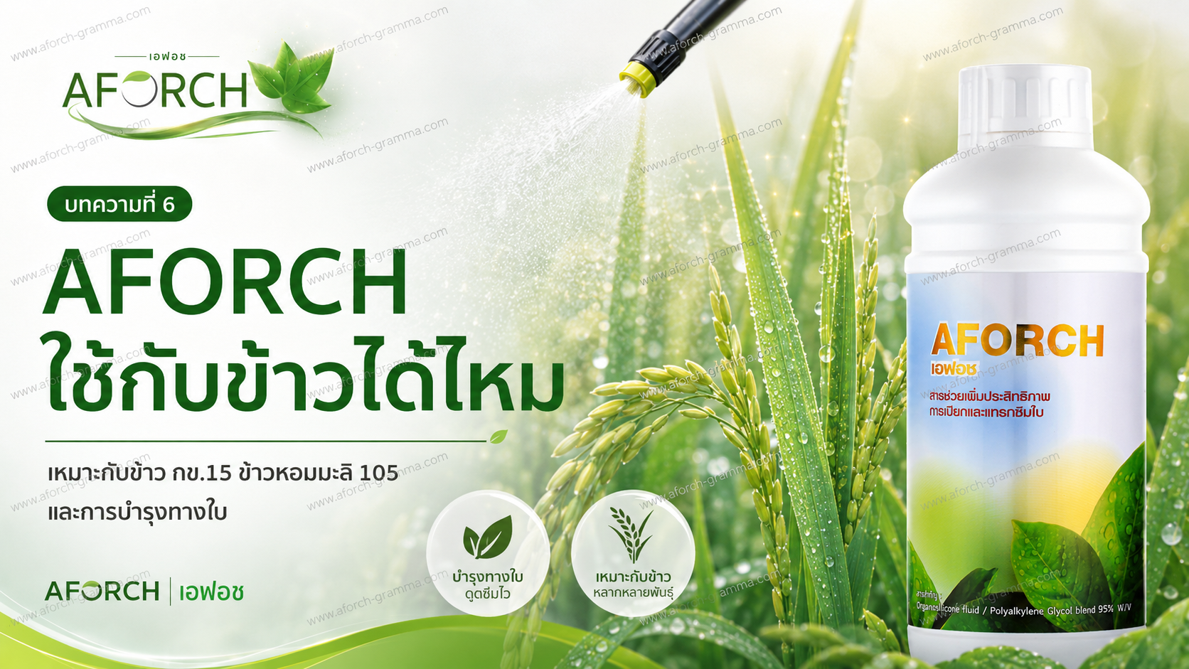 AFORCH ใช้กับข้าวได้ไหม เหมาะกับข้าว กข.15 ข้าวหอมมะลิ 105 และการฉีดพ่นปุ๋ยทางใบในนาข้าว
