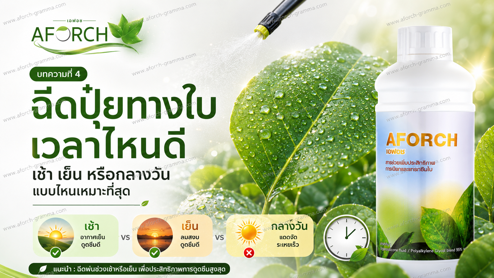 ฉีดปุ๋ยทางใบเวลาไหนดี ช่วงเช้าหรือเย็นเหมาะกับการฉีดพ่น AFORCH เอฟอช และปุ๋ยทางใบ