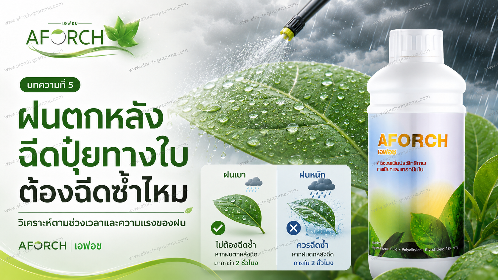 ฝนตกหลังฉีดปุ๋ยทางใบต้องฉีดซ้ำไหม AFORCH เอฟอชช่วยลดการไหลหยดและเพิ่มการเปียกใบของสารฉีดพ่น