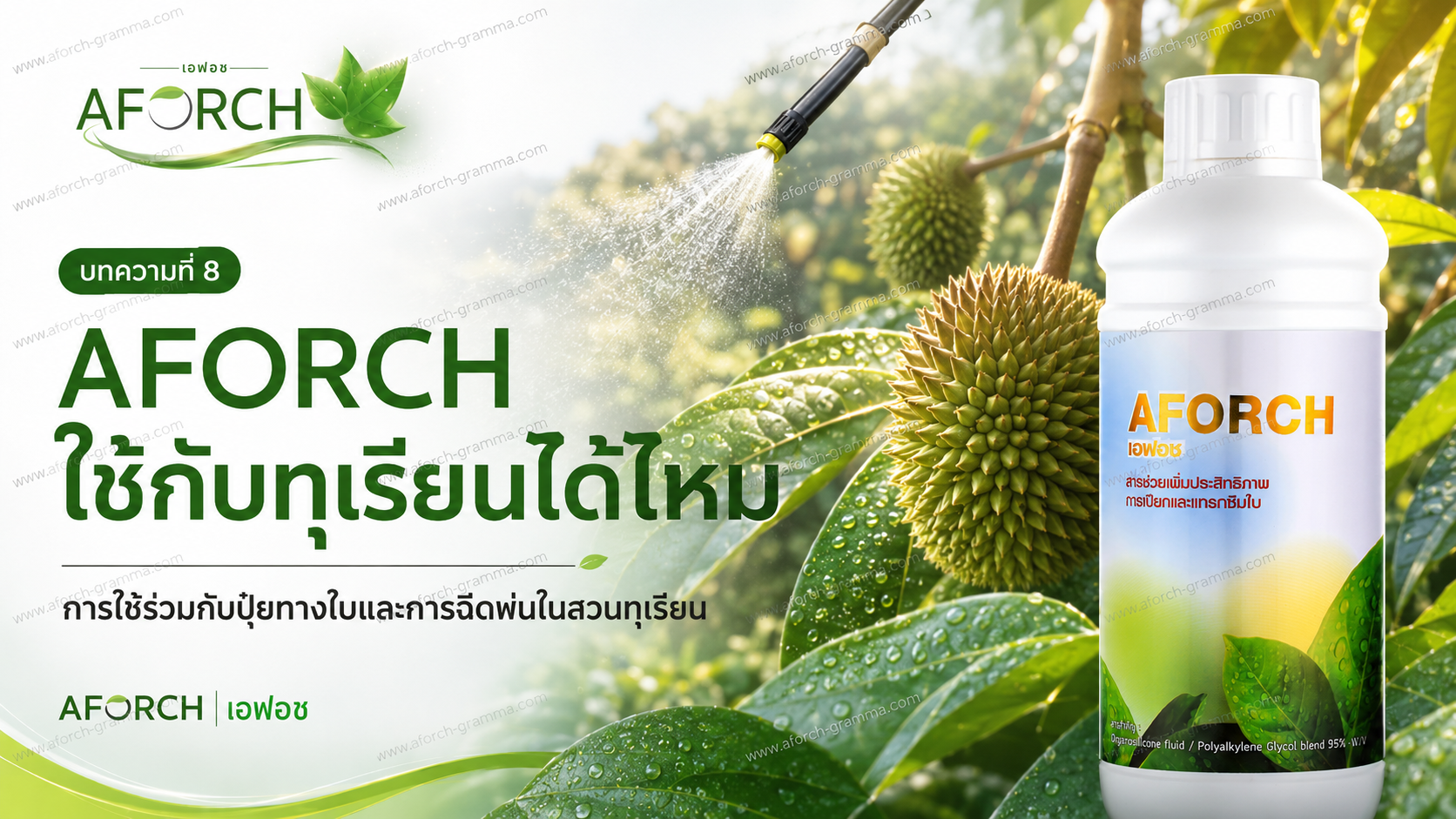AFORCH ใช้กับทุเรียนได้ไหม การใช้ร่วมกับปุ๋ยทางใบและการฉีดพ่นในสวนทุเรียน