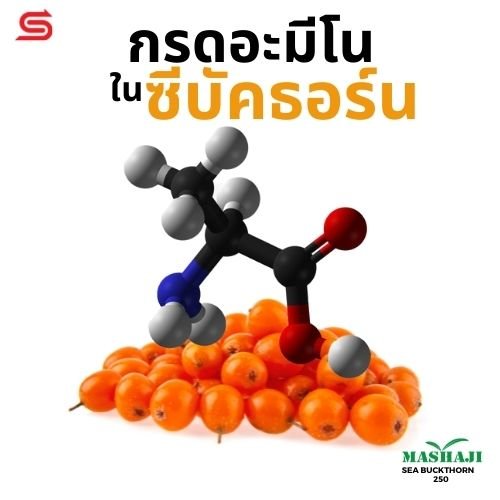 กรดอะมีโนในซีบัคธอร์น กรดอะมีโนในซีบัคธอร์น