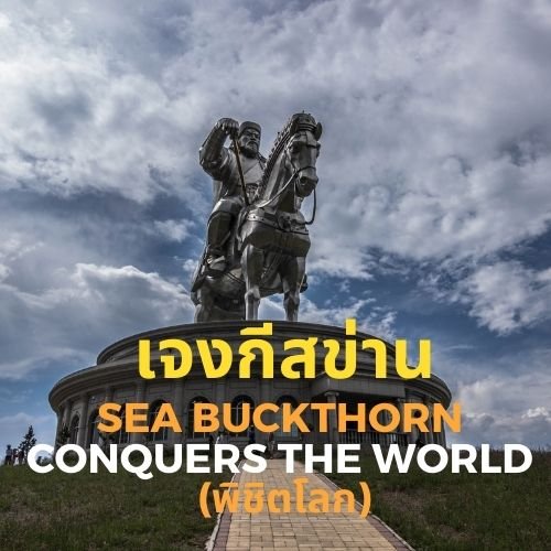 ซีบัคธอร์น กับ เจงกีสข่าน ซีบัคธอร์น กับ เจงกีสข่าน