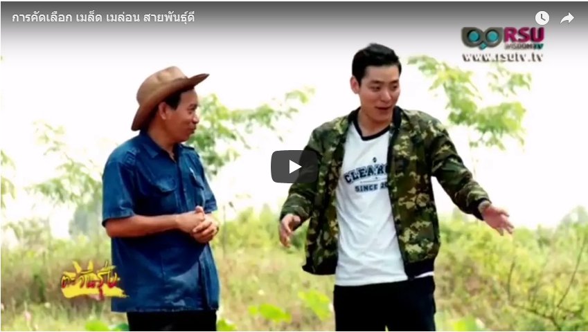 การคัดเลือกสายพันธุ์เมล่อน การคัดเลือกสายพันธุ์เมล่อน