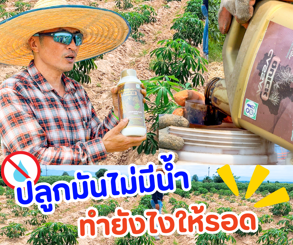 ปลูกมันไม่มีน้ำ ทำยังไงให้รอด ? ปลูกมันไม่มีน้ำ ทำยังไงให้รอด ?