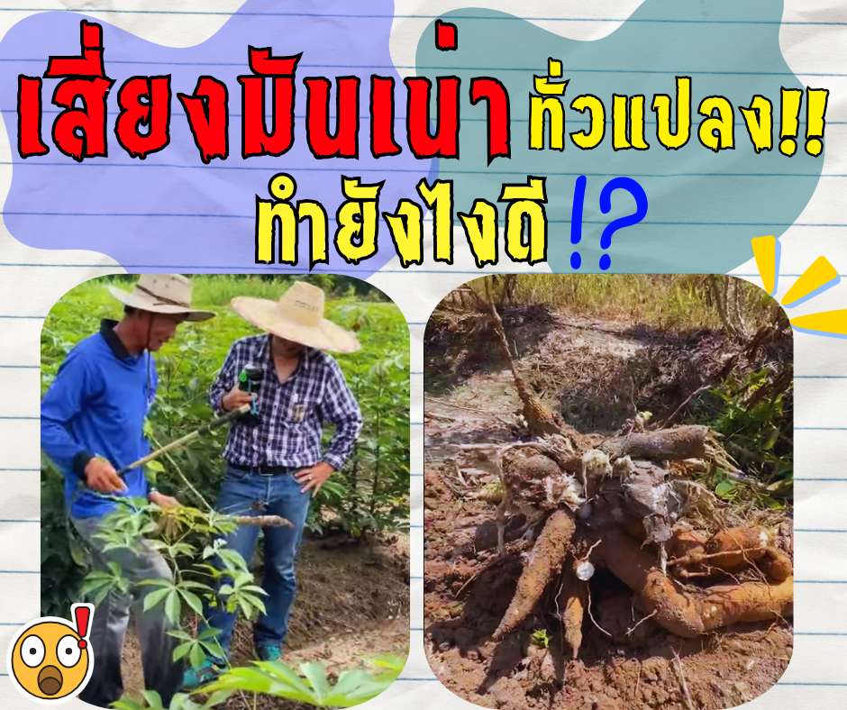 เสี่ยงมันเน่าทั้งแปลงทำยังไงดี?