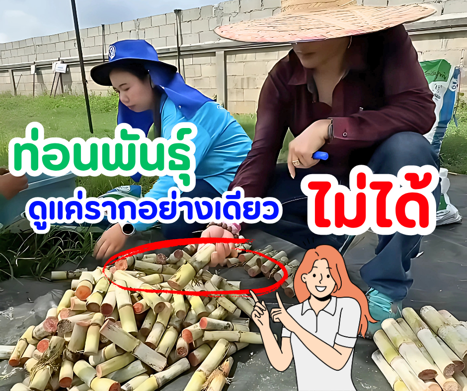 ท่อนพันธุ์ดูแค่ ราก อย่างเดียวไม่ได้! ท่อนพันธุ์ดูแค่ ราก อย่างเดียวไม่ได้!