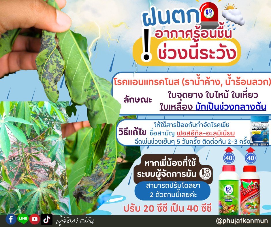 ! เช็คในไร่ด่วนระวัง! หน้าฝนนี้อย่าชะล่าใจนะค่ะพี่น้อง ! ! เช็คในไร่ด่วนระวัง! หน้าฝนนี้อย่าชะล่าใจนะค่ะพี่น้อง !