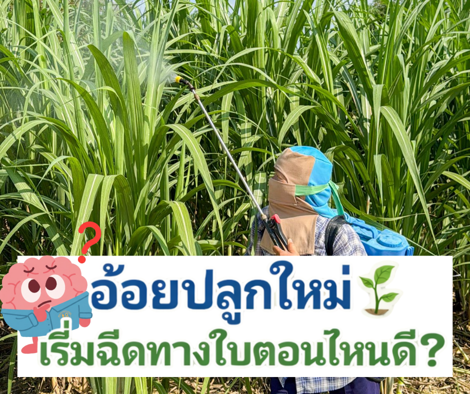 ปลูกอ้อยใหม่ให้โตไว! เคล็ดลับการฉีดพ่นทางใบครั้งแรก ที่มืออาชีพต้องรู้