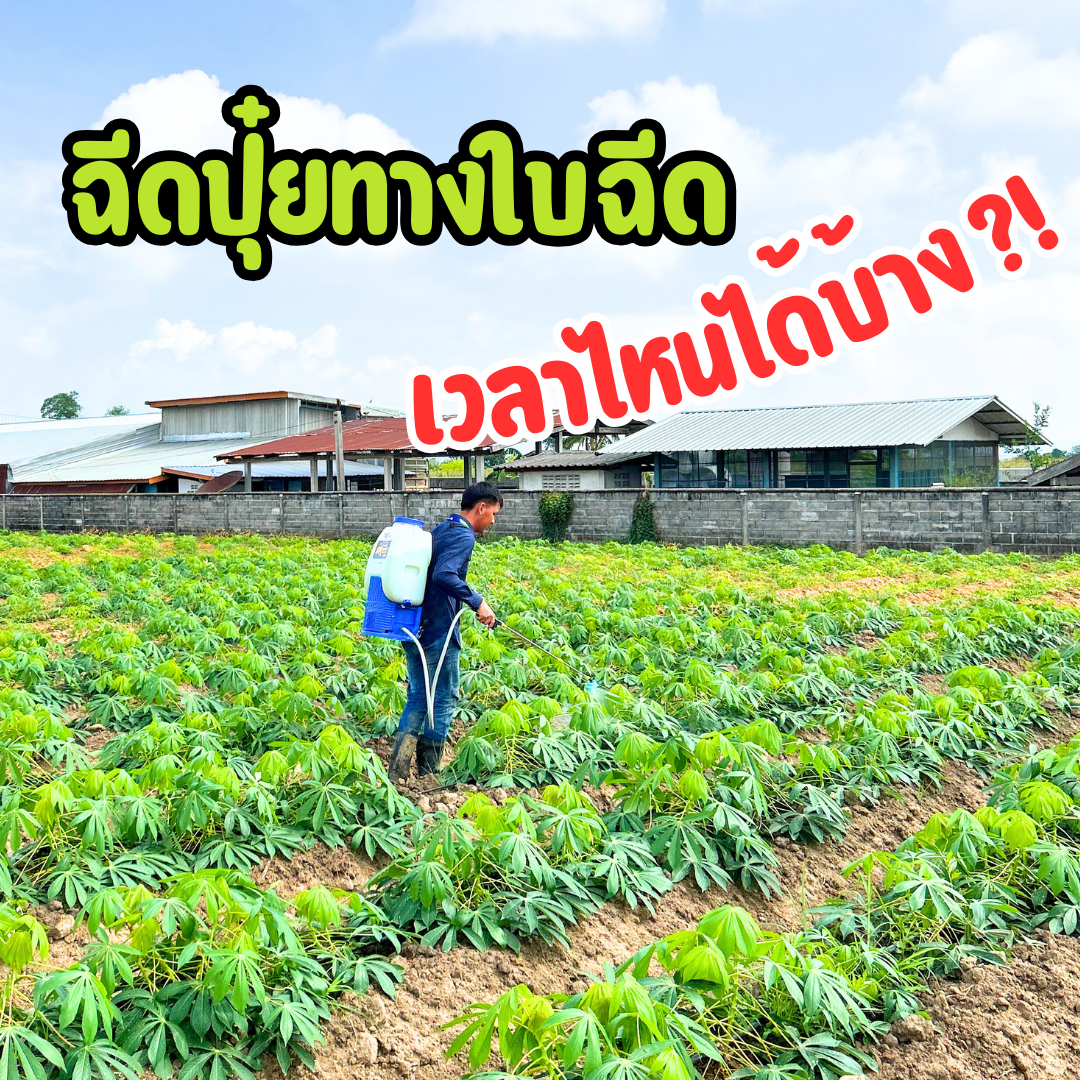 ฉีดปุ๋ยทางใบฉีดเวลาไหนได้บ้าง ฉีดปุ๋ยทางใบฉีดเวลาไหนได้บ้าง