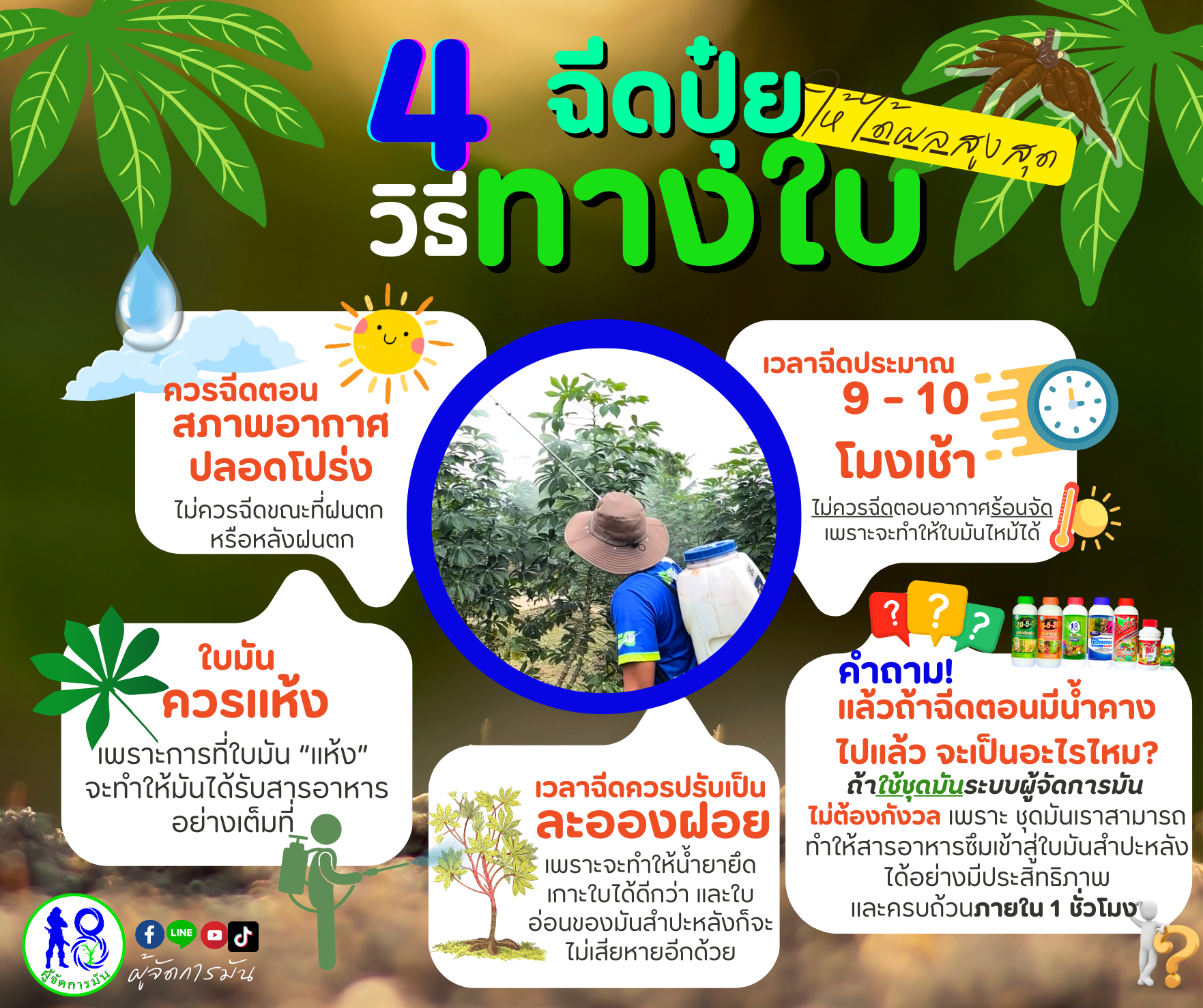 วิธีฉีดปุ๋ยทางใบมันสำปะหลังให้มีประสิทธิภาพ วิธีฉีดปุ๋ยทางใบมันสำปะหลังให้มีประสิทธิภาพ