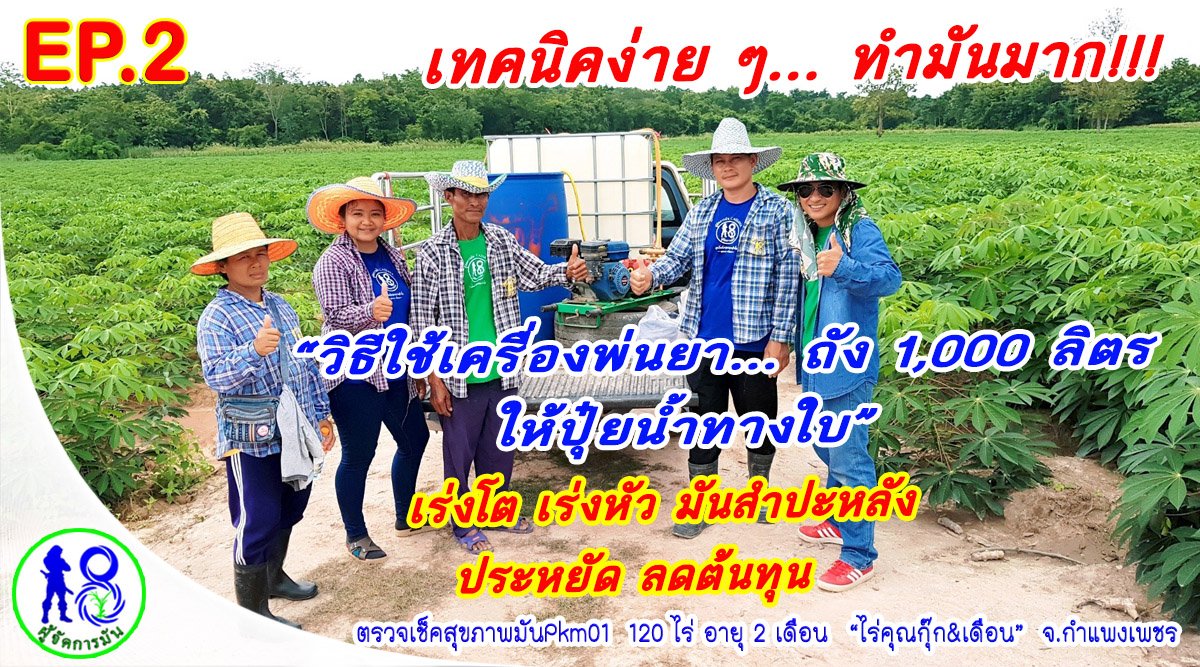 เทคนิคง่าย ๆ!! วิธีการใช้เครื่องพ่นยา "ให้ปุ๋ยน้ำทางใบ มันสำปะหลัง" 