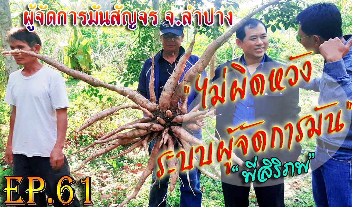 ไม่ผิดหวัง!!!ระบบผู้จัดการมัน มันอายุ 8 เดือน ระบบเทวดา ขุดมันสื่อการอบรม สกต.ลำปาง พี่สิริภพ ผู้จัดการมันสัญจร EP.61 ไม่ผิดหวัง!!!ระบบผู้จัดการมัน มันอายุ 8 เดือน ระบบเทวดา ขุดมันสื่อการอบรม สกต.ลำปาง พี่สิริภพ ผู้จัดการมันสัญจร EP.61