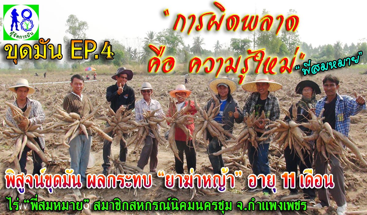 ผู้จัดการมันขุดมัน 11 เดือน หลังผลกระทบฉีดยาฆ่าหญ้า "พี่สมหมาย" ปลูกมันระบบผู้จัดการมัน สมาชิกสหกรณ์นิคมนครชุม ผู้จัดการมันขุดมัน 11 เดือน หลังผลกระทบฉีดยาฆ่าหญ้า "พี่สมหมาย" ปลูกมันระบบผู้จัดการมัน สมาชิกสหกรณ์นิคมนครชุม