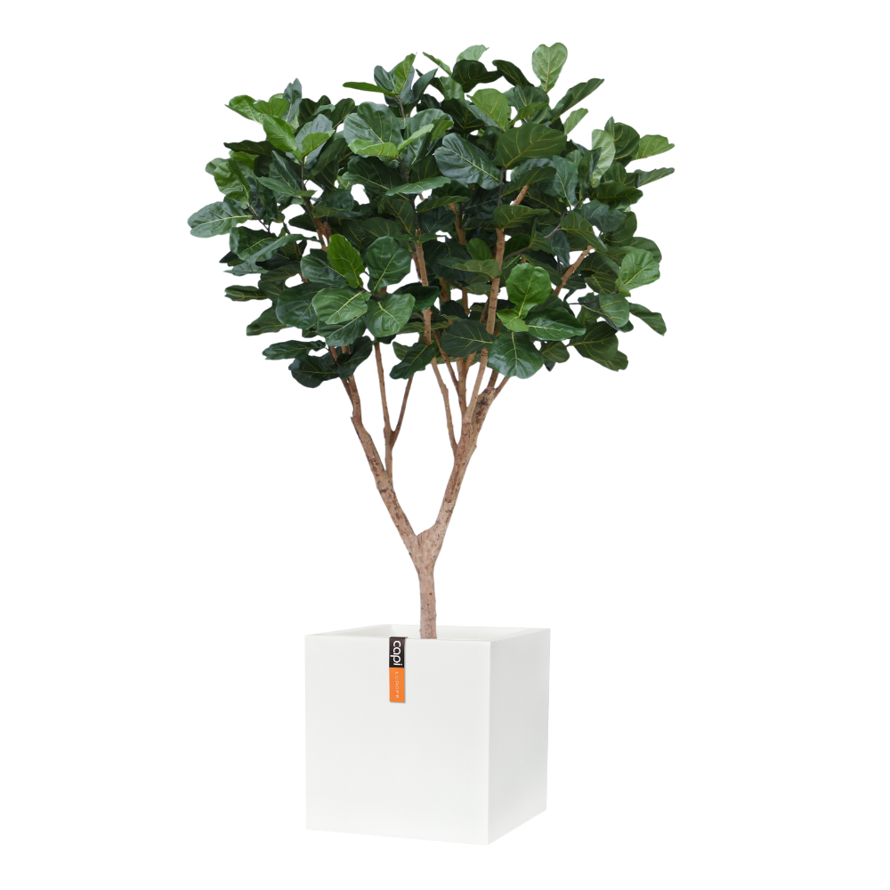 Xl Tree Ficus Lyrata XL Tree Deluxe - M S Natural Design - outdoorfurniturethailand