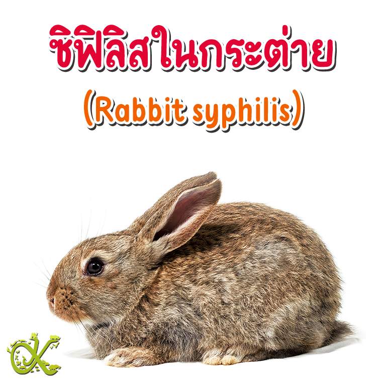 Rabbit Syphilis (Treponematosis)