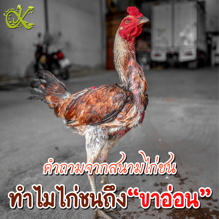 Về Người Hâm Mộ Đá Gà