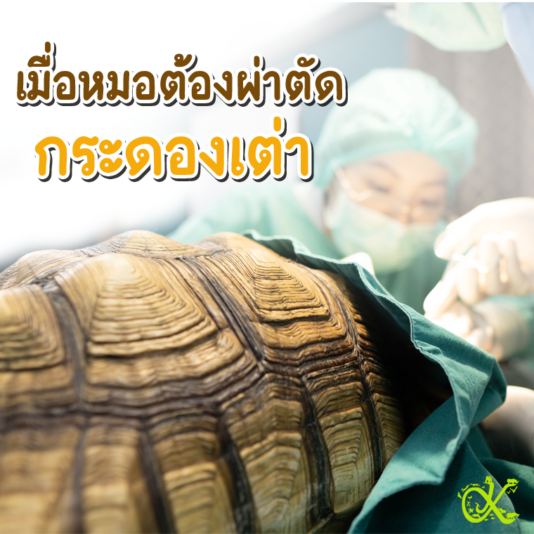 When a Vet Must Perform Surgery Through a Turtle Shell