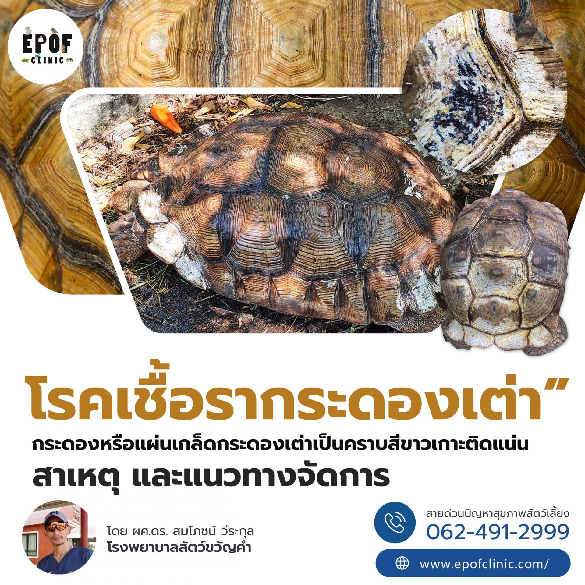 Turtle Shell Fungus (Shell Rot)